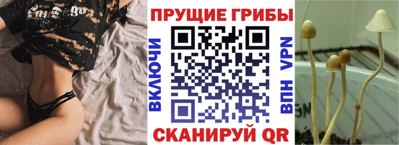 Купить закладки  Пугачёв  Галлюциногенные грибы Psilocybe 